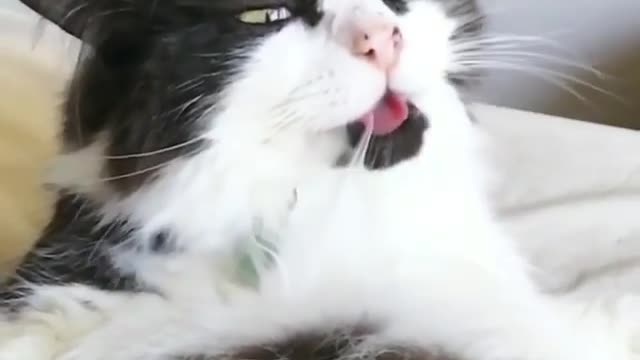 A cat with its tongue sticking out