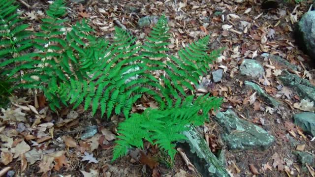 Ferns