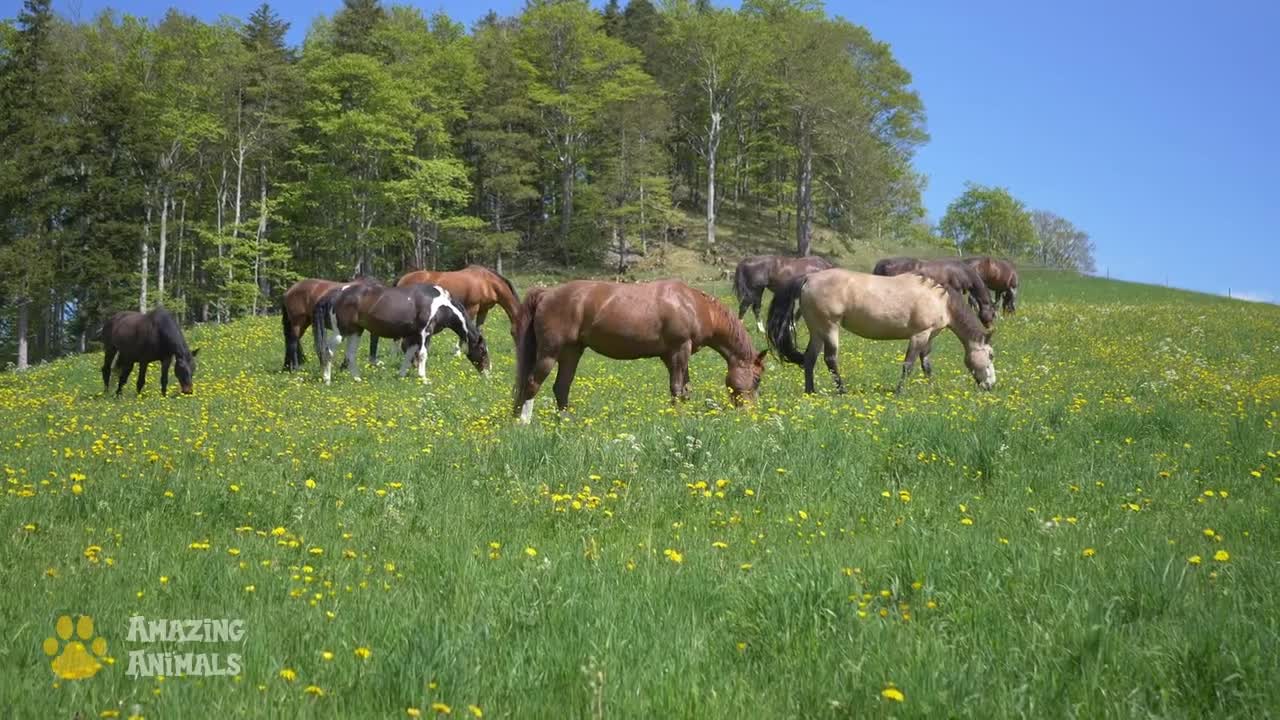 The Natural Habitat of Horses. Sounds of Nature.