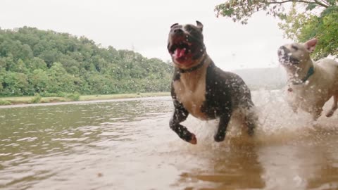 Cute dogs playing in water.