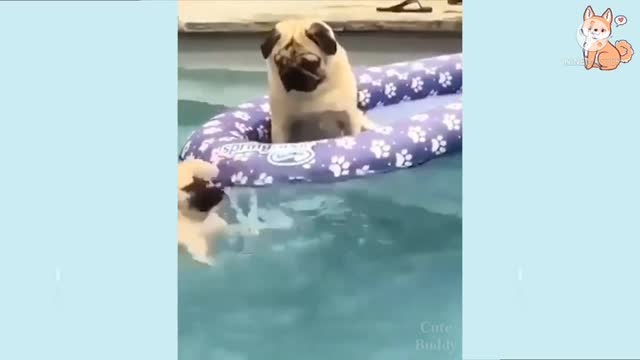 Funny dog playing water/most funny dog