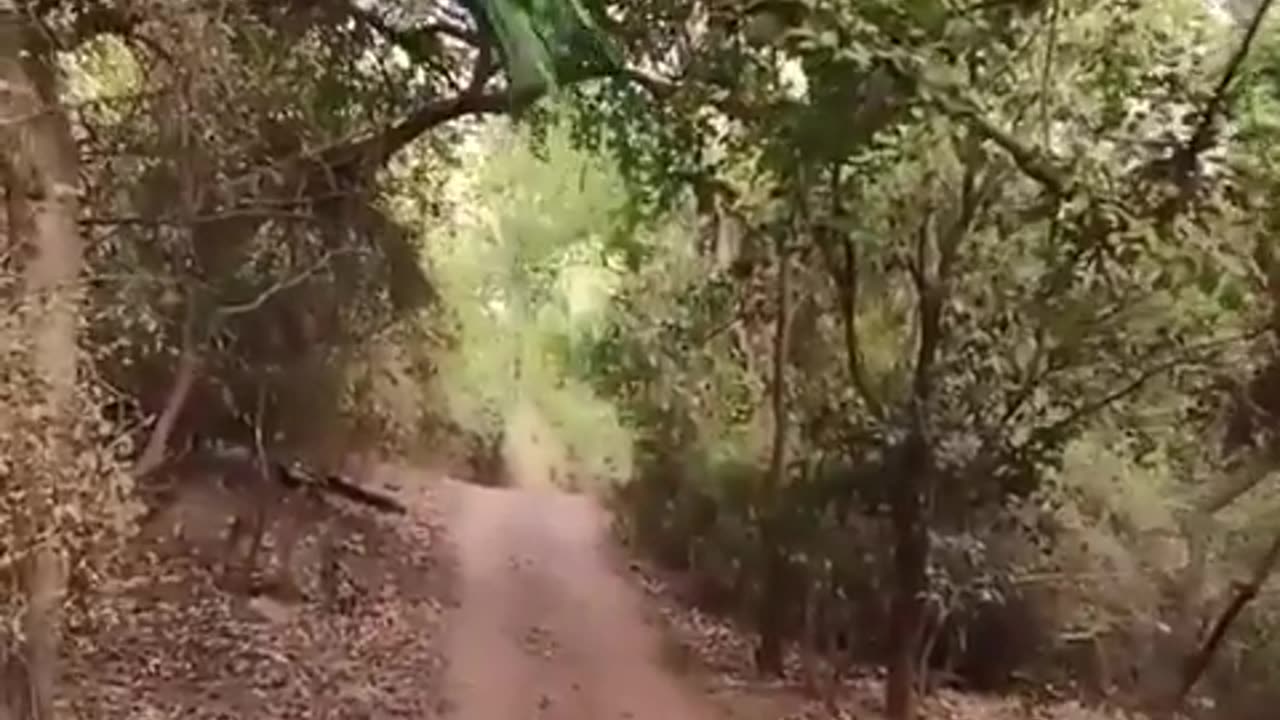 The peacock is considered one of the most beautiful birds. Have you ever seen how it flies?