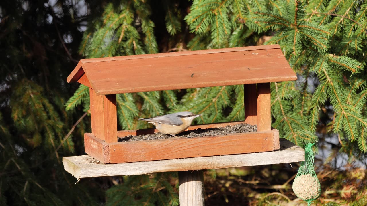 Nuthatch on feeder