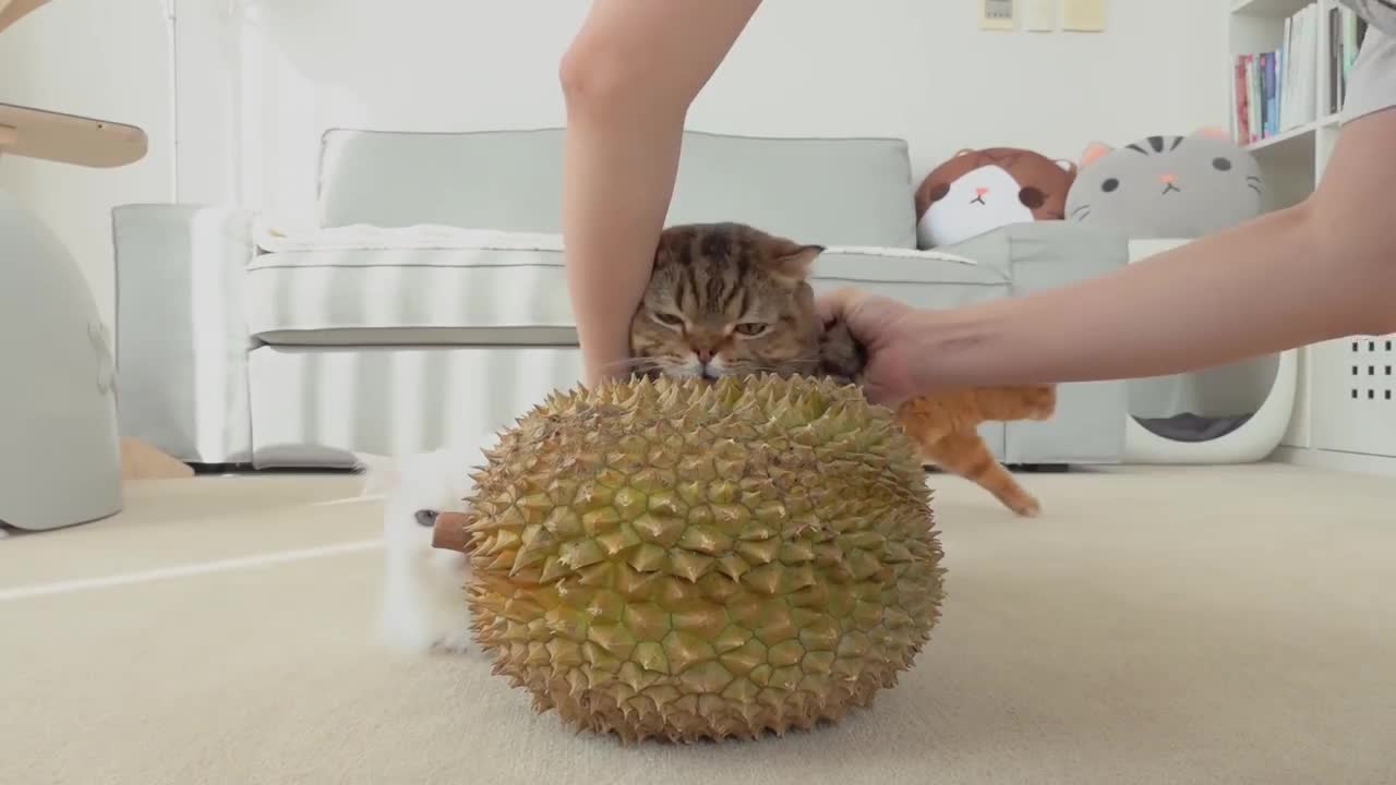 Cats vs Durian | Kittisaurus