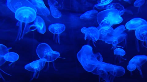 magnificient Jellyfish