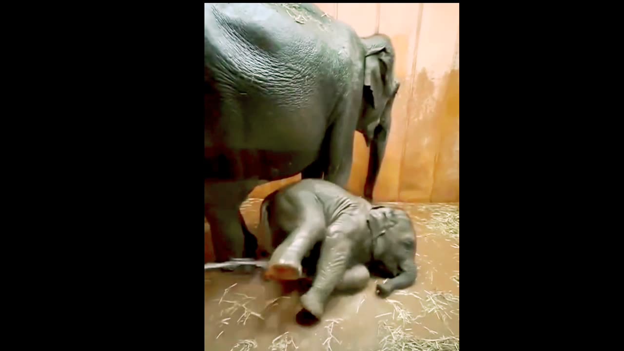 cute baby elephant