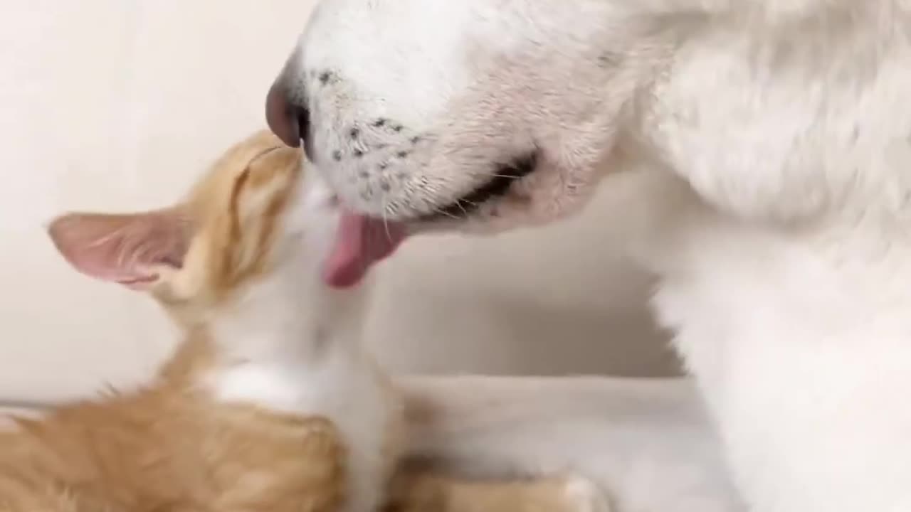 🐕Dog & Cat 😺 🥰🥰🥰