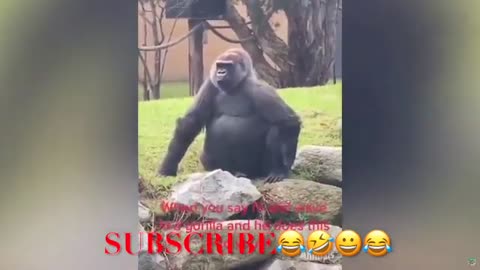 Best Funny Videos Compilation 2022 😂 TRY NOT TO LAUGH 😂🤣