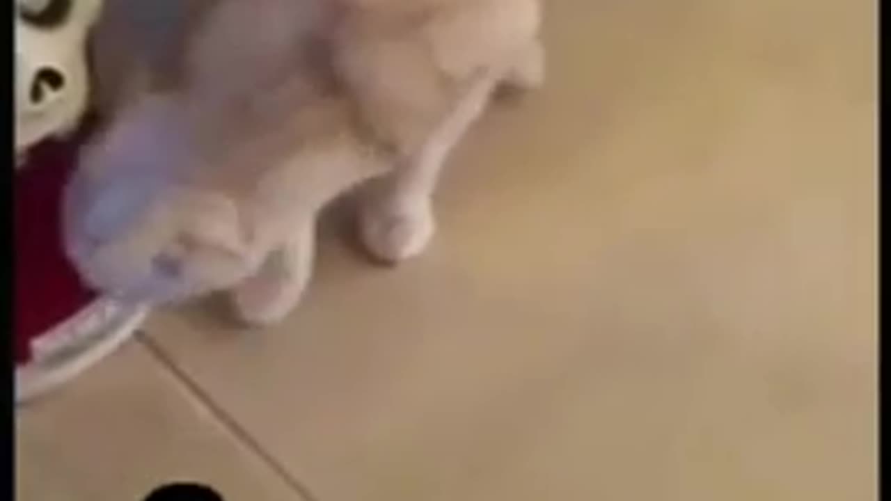 videoplayback
