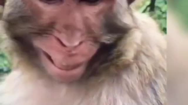 Monkey 🐒laughing