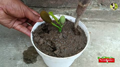 grow jack fruit tree