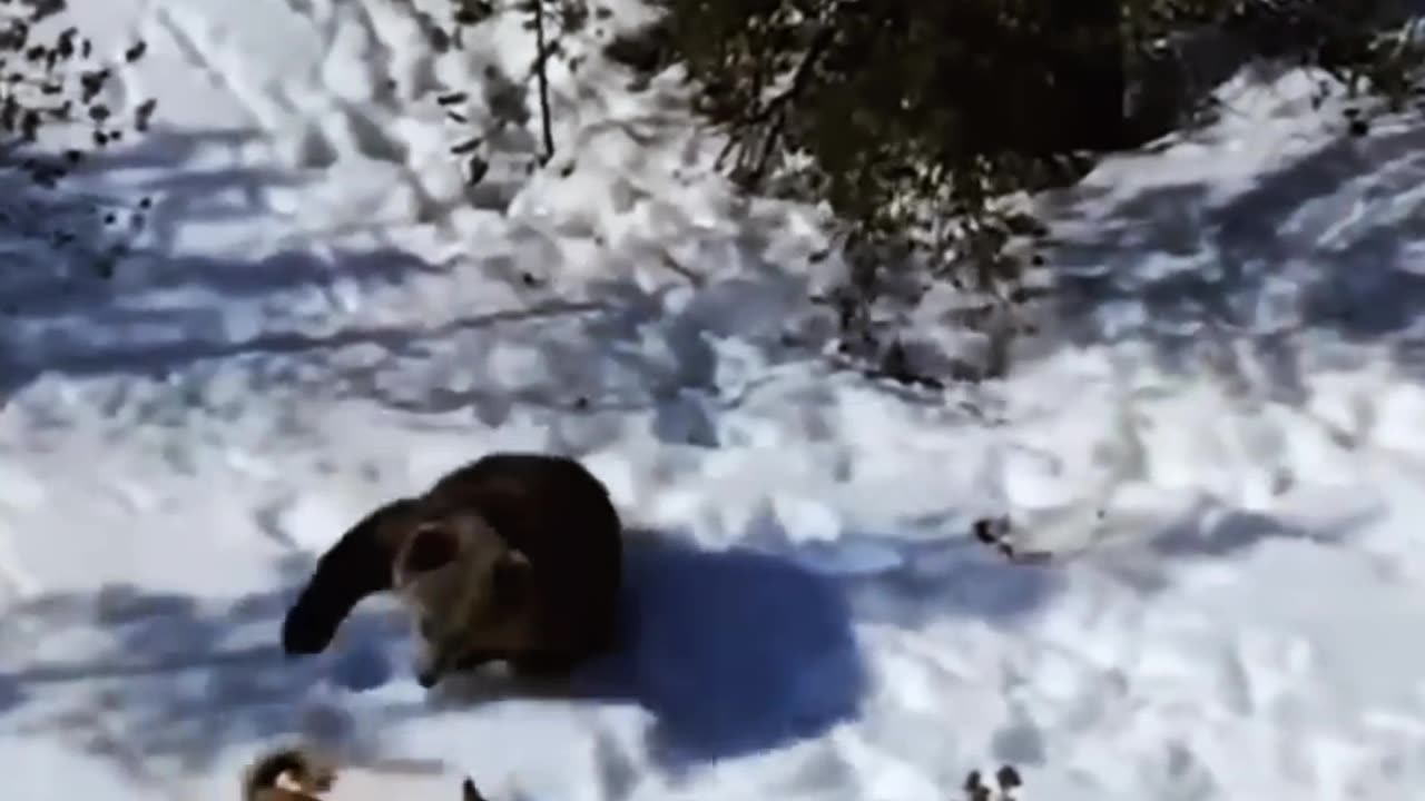 PACK OF WOLVES FEROCIOUSLY ATTACK A BEAR😱😥😱😥😱