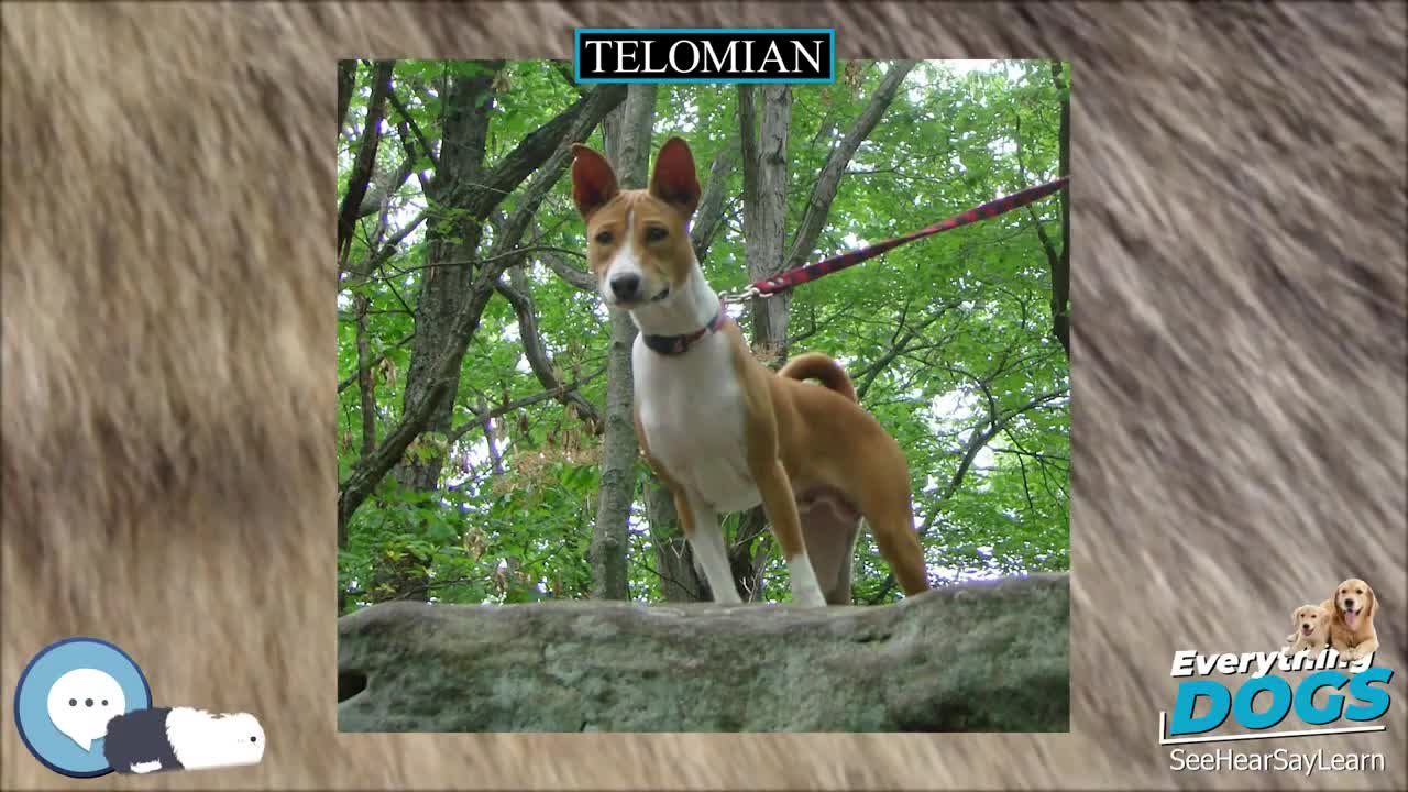 Telomian 🐶🐾 Everything Dog Breeds 🐾🐶