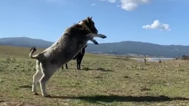 La joie d'un veaux