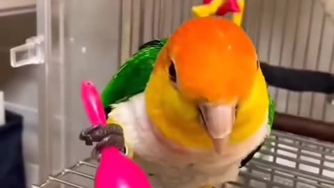 Parrot 🦜🐦 talking about