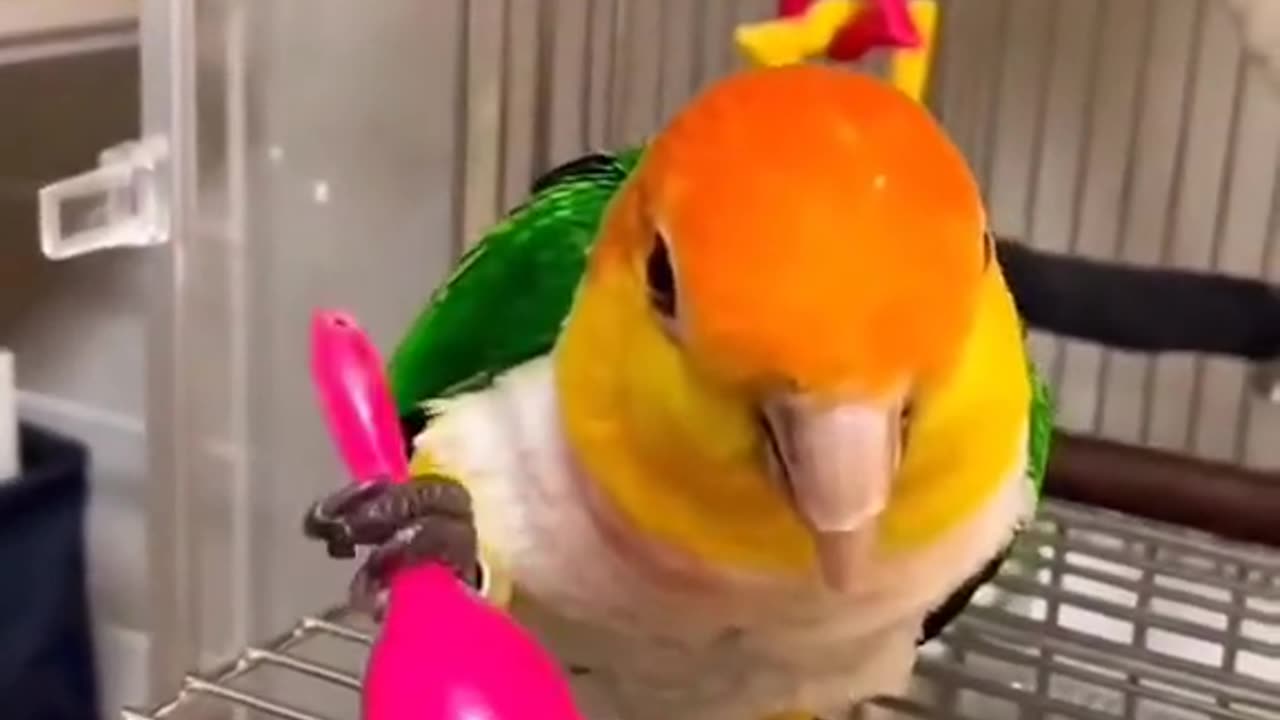 Parrot 🦜🐦 talking about