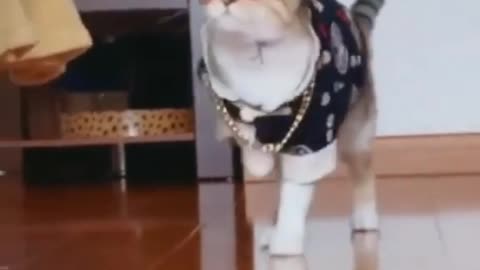 Cat walk