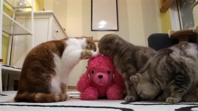 Cat Funny Video 😻