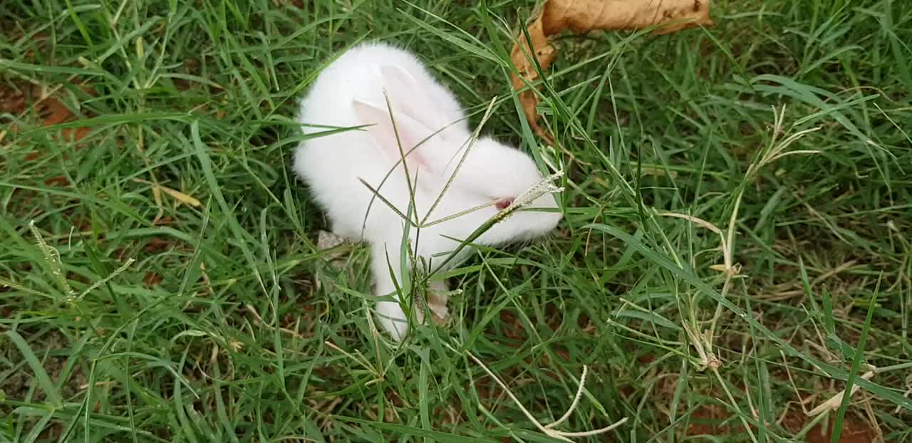 Natural rabbits video