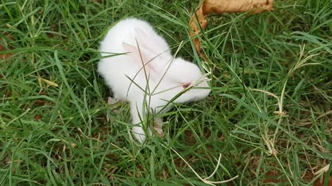 Natural rabbits video