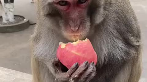 Wow superb 🤩 monkey eating an apple