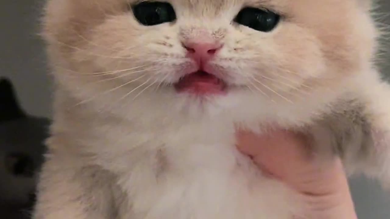 So cute cat 2