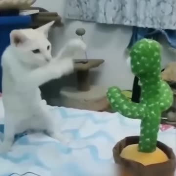 Funny Animal Videos Of The Day 0030 #fyp #memes #memedaily #dankmemes