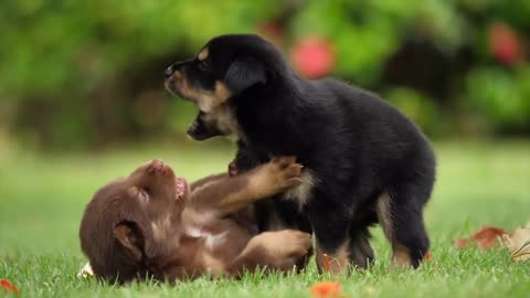 Cute Puppies Playing