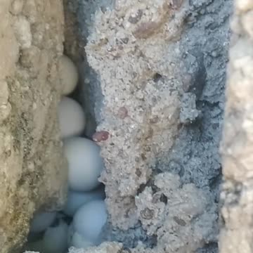 Theses eggs are unite