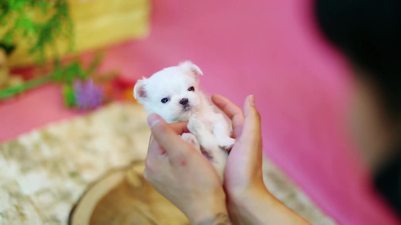 Maltese - Top 10 Interesting Facts_TeacupPuppy maltese