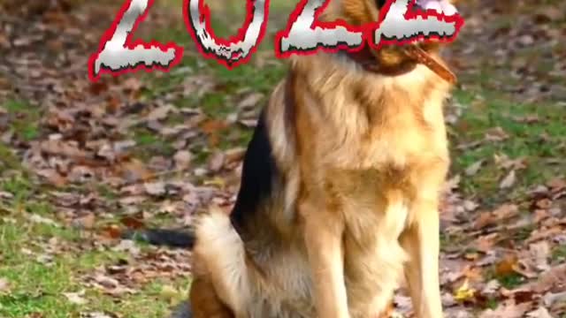 Germanshepherdmythology