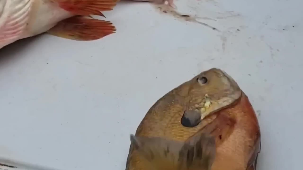 That was really unexpected 😯 | Alive fish from dead fish 🐠 | fish | fishing | fishvideos