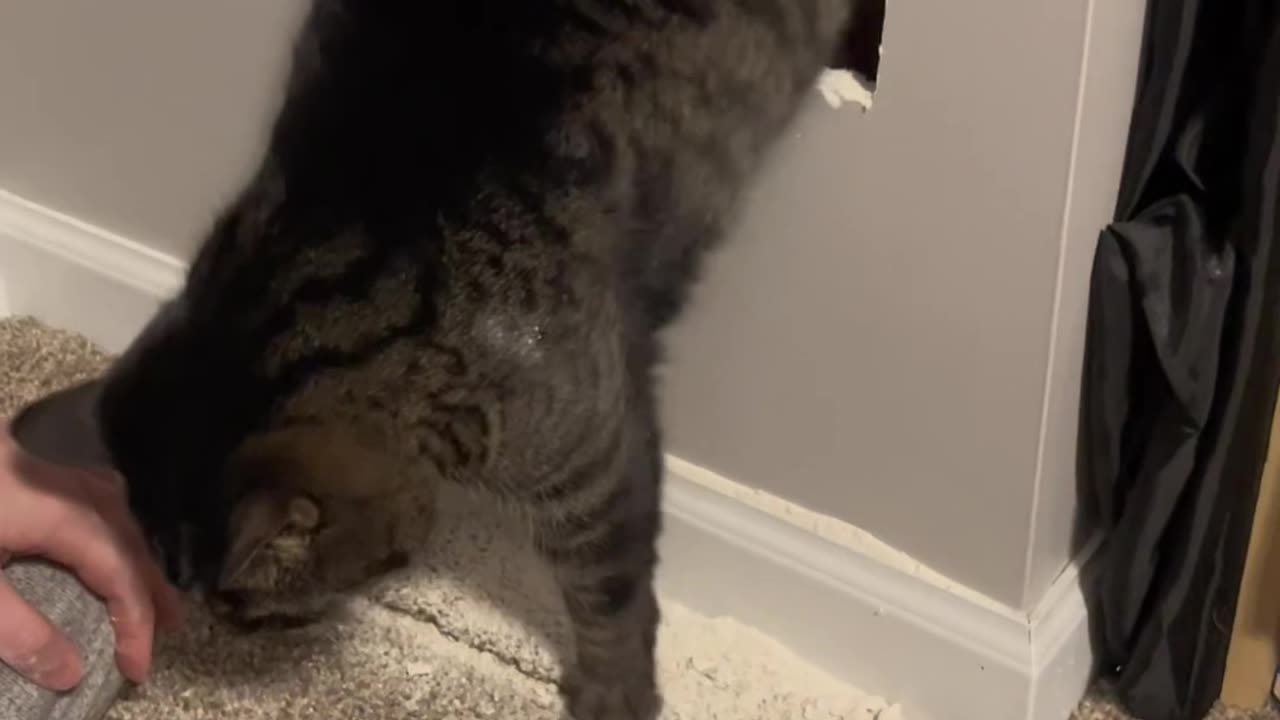 Adventurous Kitty Gets Stuck Behind Basement Wall