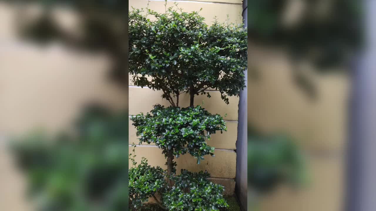 Bonsai