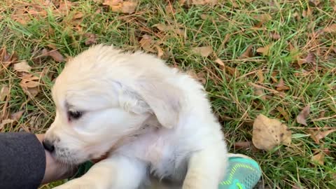 Thunder (royal blue) and Louie (light blue)