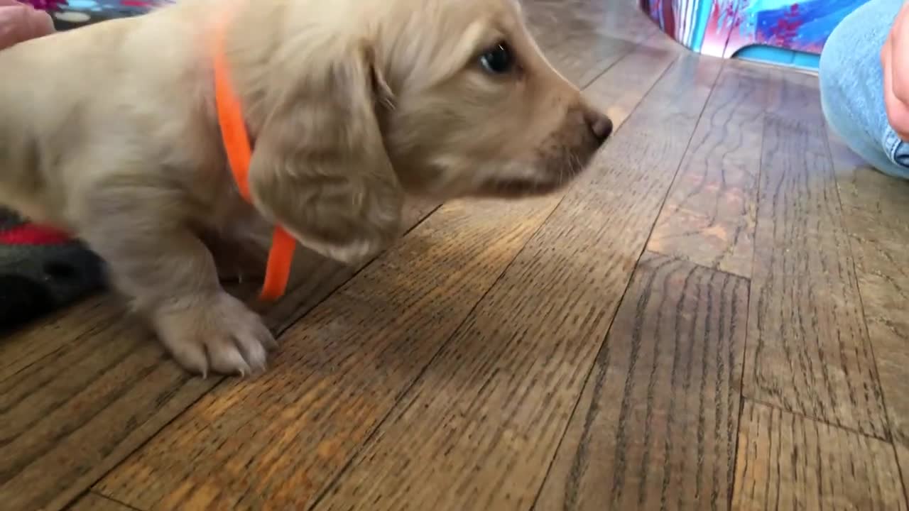 Cameo’s W Litter 6 Weeks Old Part 2