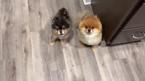 Pomeranians Wanting Treats