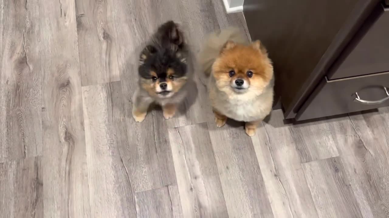 Pomeranians Wanting Treats