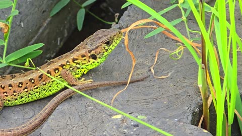 A beautiful sand lizard chilling / beautiful reptile in nature / green brown lizard.