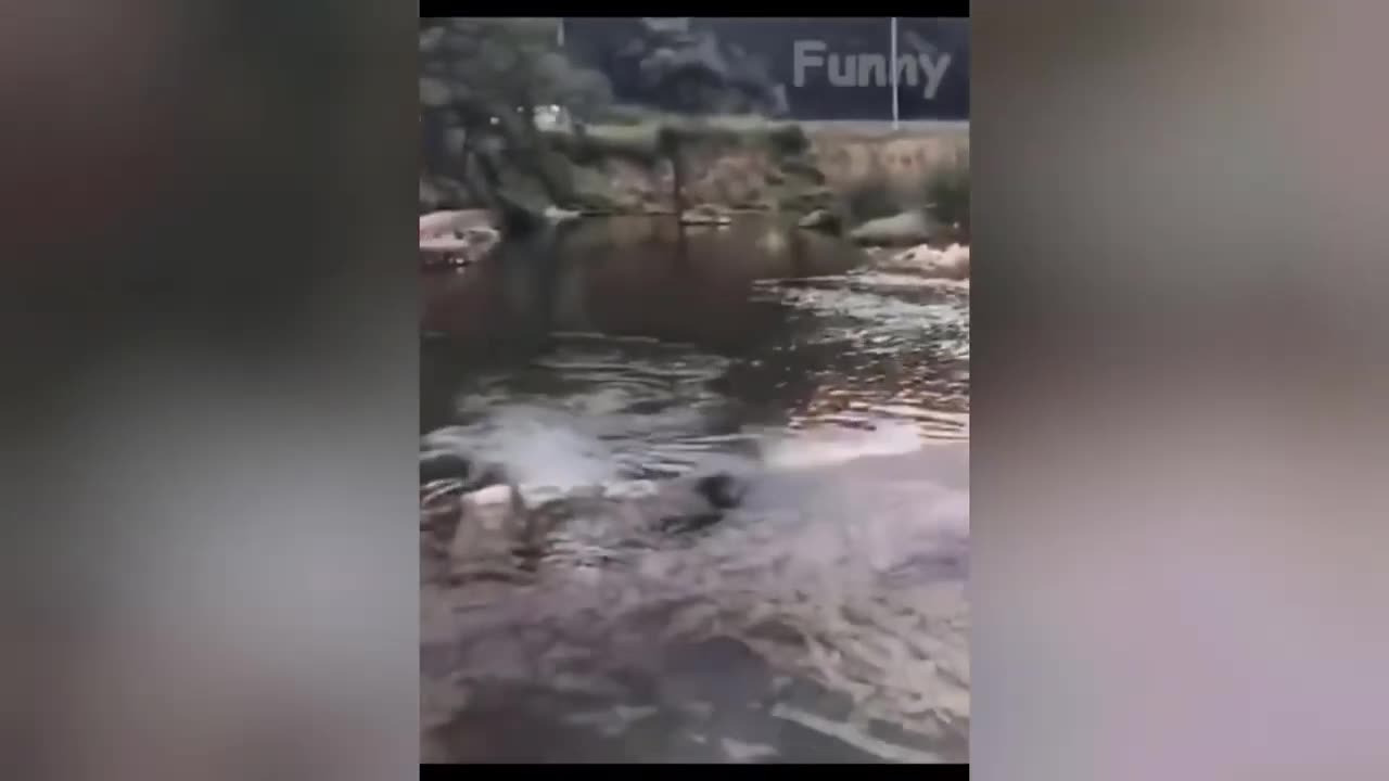 Hilarious Animal Antics