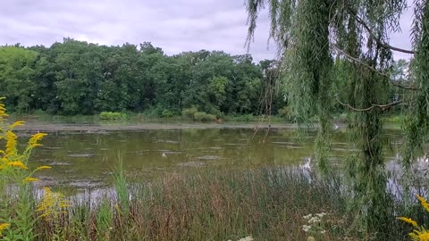 Neighborhood Pond in the Evening