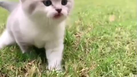 Cute kitten sound