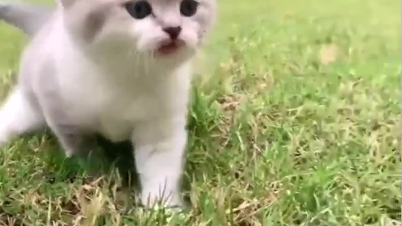 Cute kitten sound