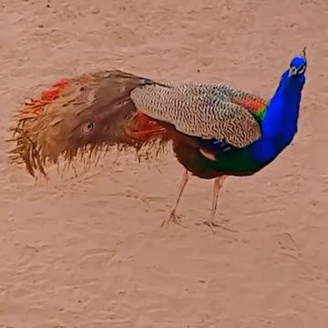 Hungry peacocks are no match for nest of aggressive fire ants