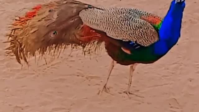 Hungry peacocks are no match for nest of aggressive fire ants