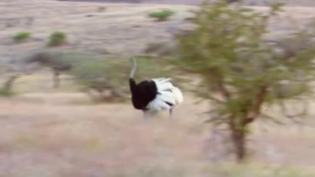 The male ostrich leads the cheetah to the female but runs away