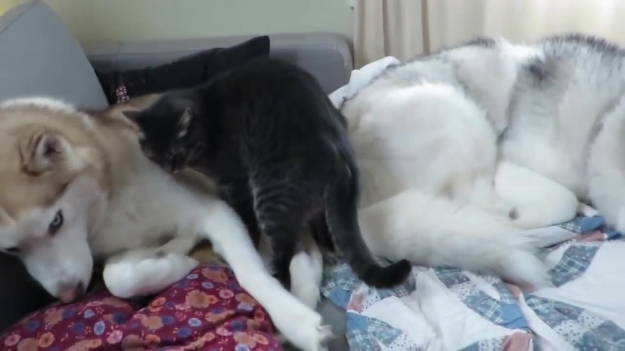 Cat joins the huskfunny videoies for a nap