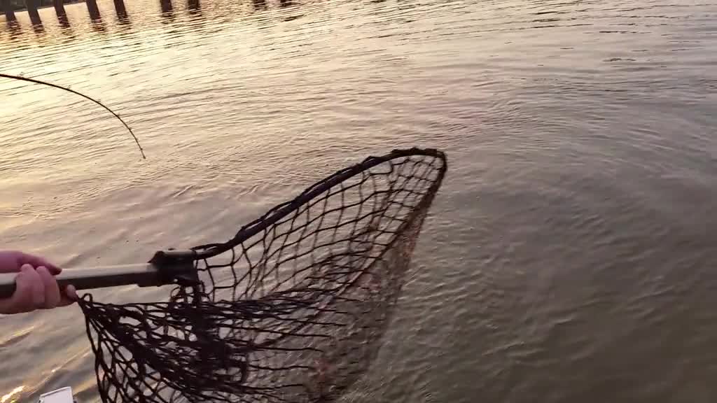 Fisghting a Giant 52 Musky #anglinganarchy