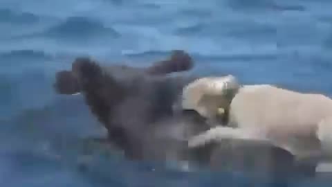 Dog tries to take down a moose swimming