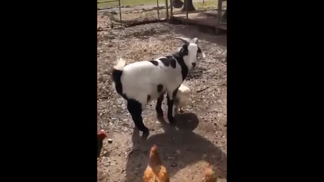 funny to watch animal love